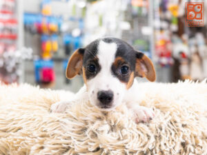 Petland Texas Jack Russell Terrier puppy available