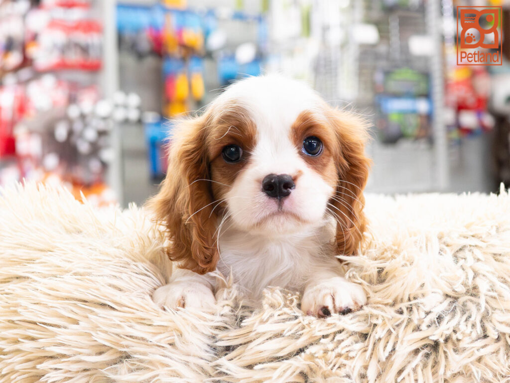 [#261949-01] Lewis - Blenheim M Cavalier King Charles Puppies For Sale
