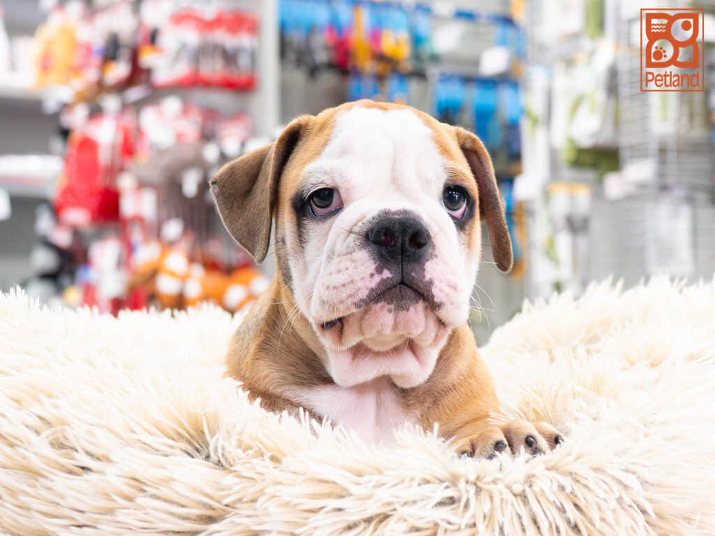 [#261981-03] Romeo - Brown & White M Olde English Bulldog Puppies For Sale