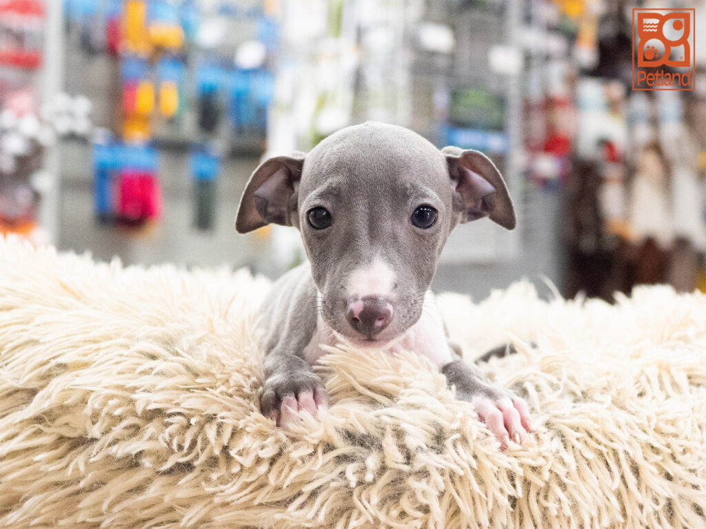 [#261874-03] Rockwell - Blue M Italian Greyhound Puppies For Sale