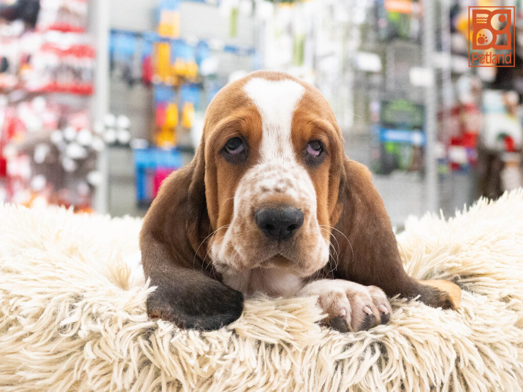 [#261952-06] Madison - Tricolor F Basset Hound Puppies For Sale