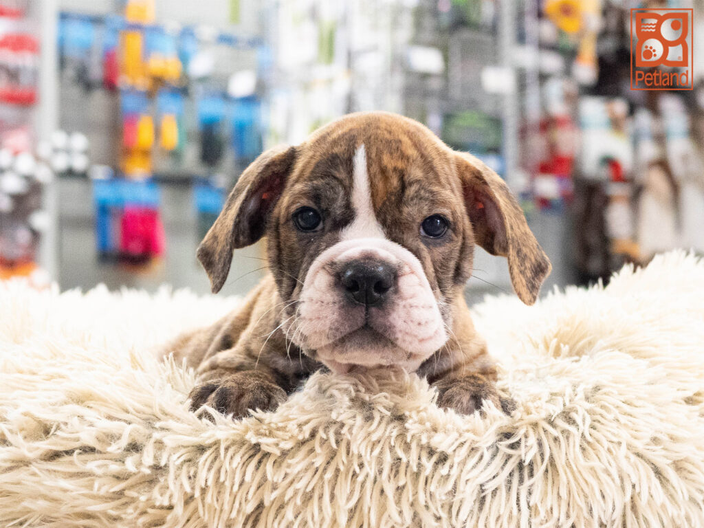 [#261997-01] Chance - Brindle M Beabull 2nd Gen Puppies For Sale