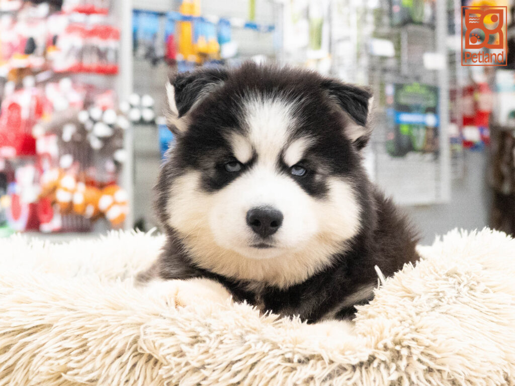 [#262285-01] Bo - Black & White M Siberian Husky Puppies For Sale