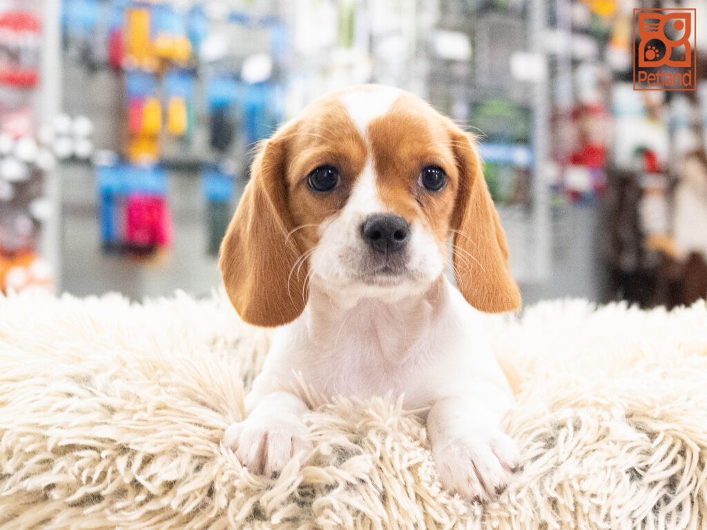 [#262304-07] Sage - Lemon F Beaglier Puppies For Sale