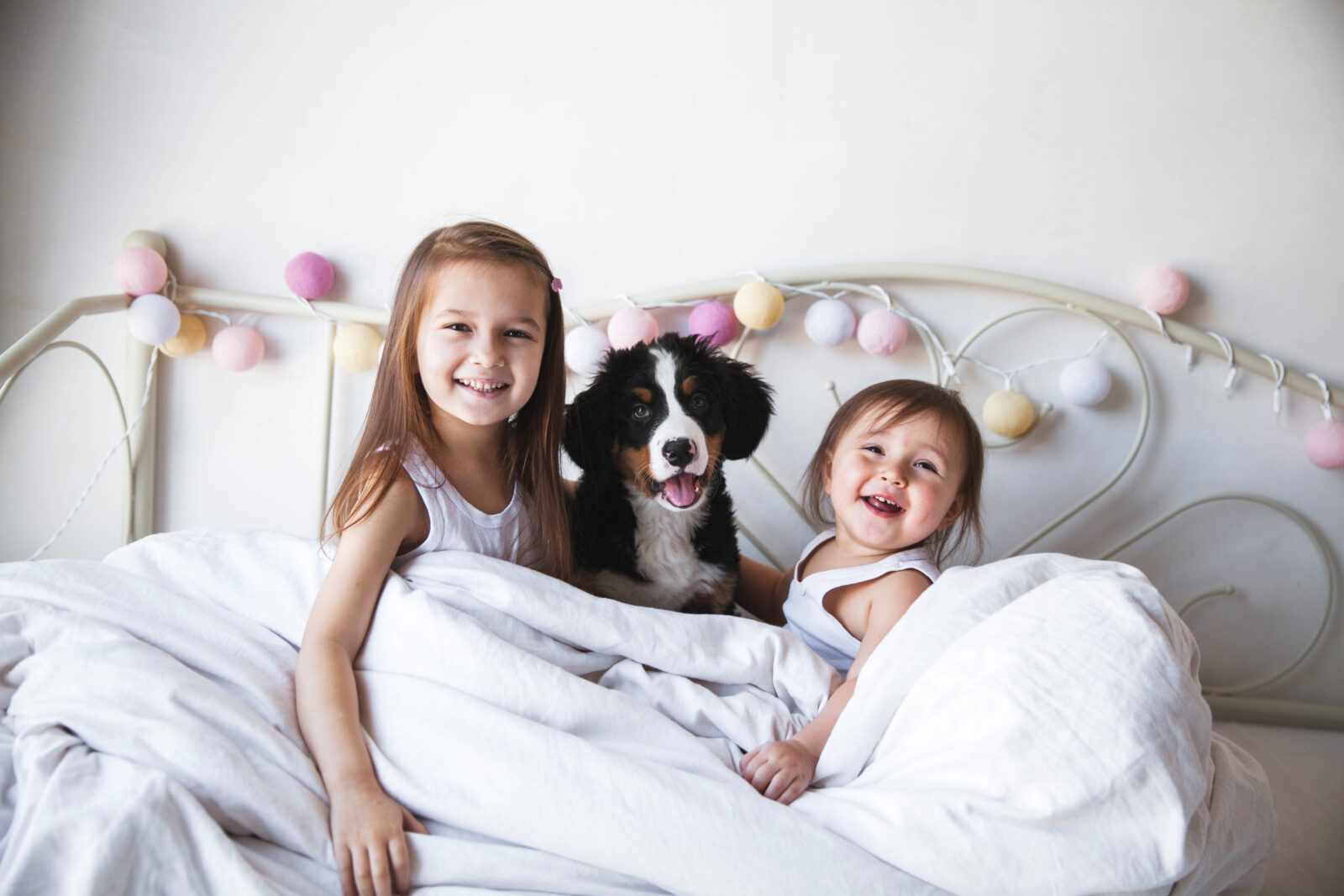 Available Puppies for Sale banner