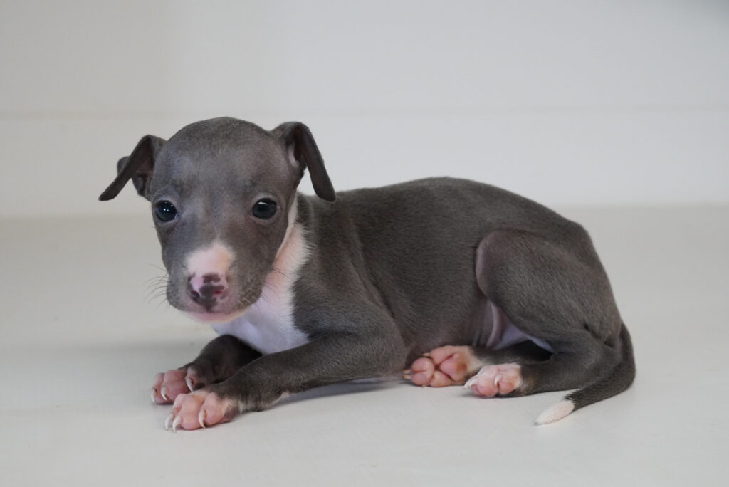 [#261874-03] Rockwell - Blue M Italian Greyhound Puppies For Sale