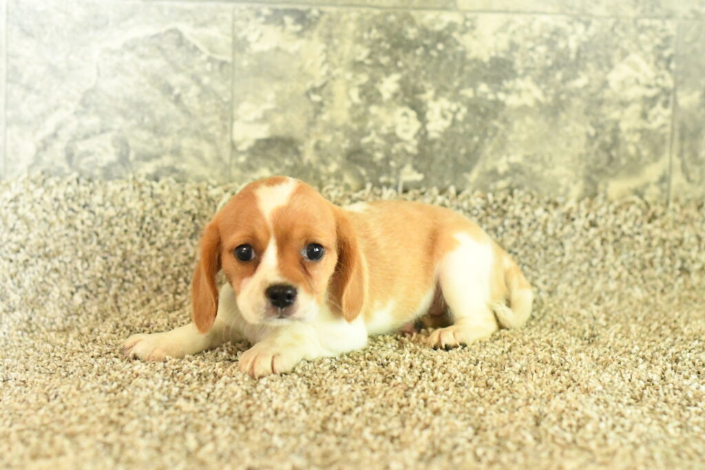 [#262304-07] Sage - Lemon F Beaglier Puppies For Sale
