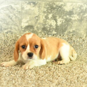Beaglier