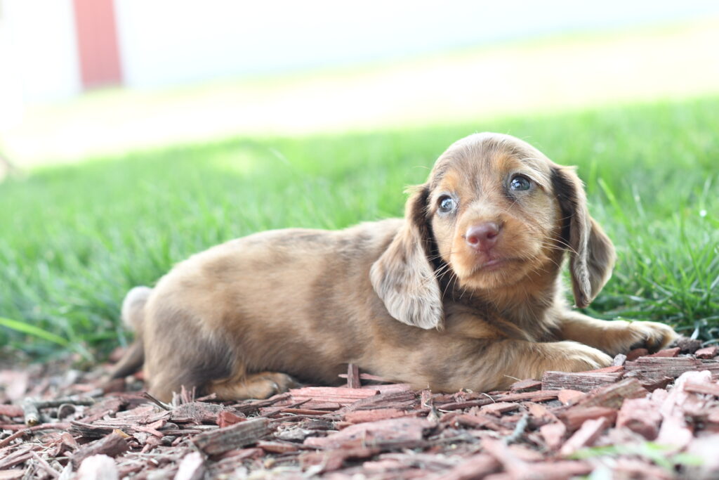 Nugget - Dachshund