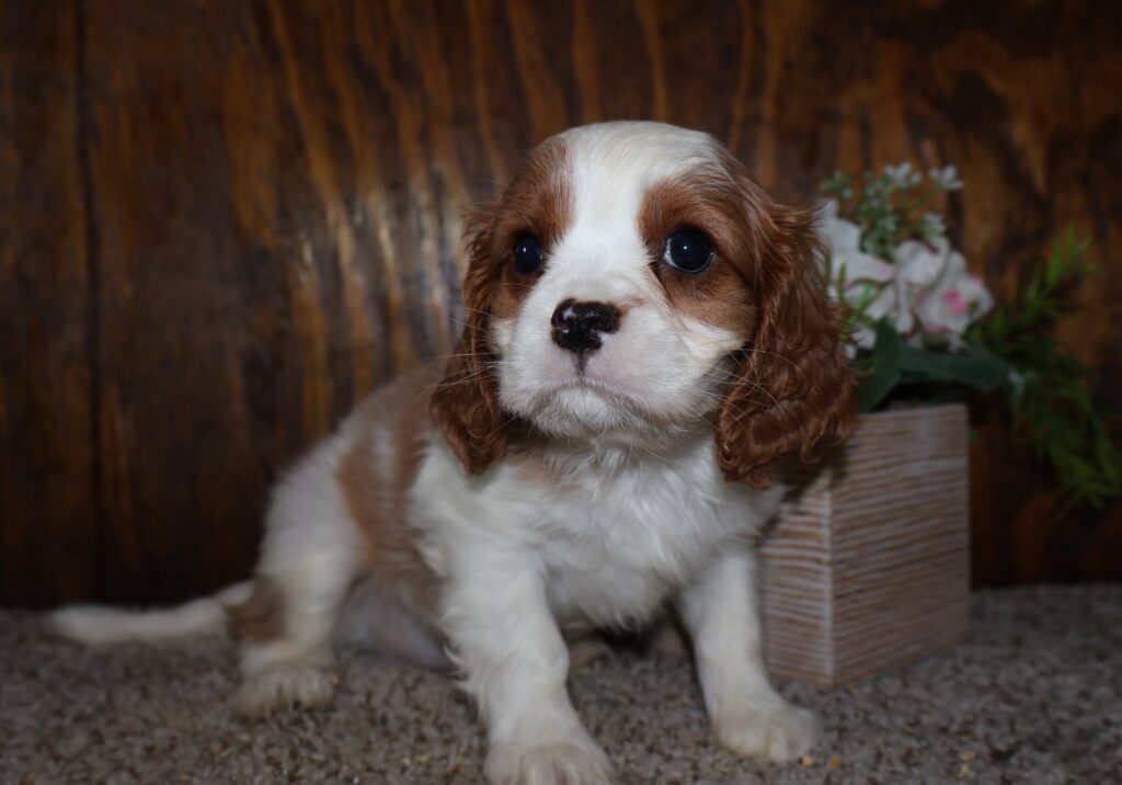 Whiskey - Cavalier King Charles