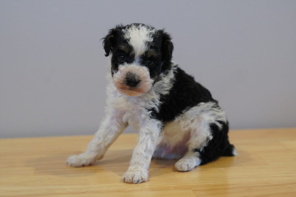 Tater - Poodle