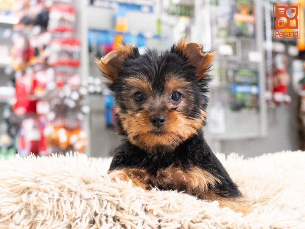 [#262070-03] Shamus - Black & Tan M Yorkshire Terrier Puppies For Sale