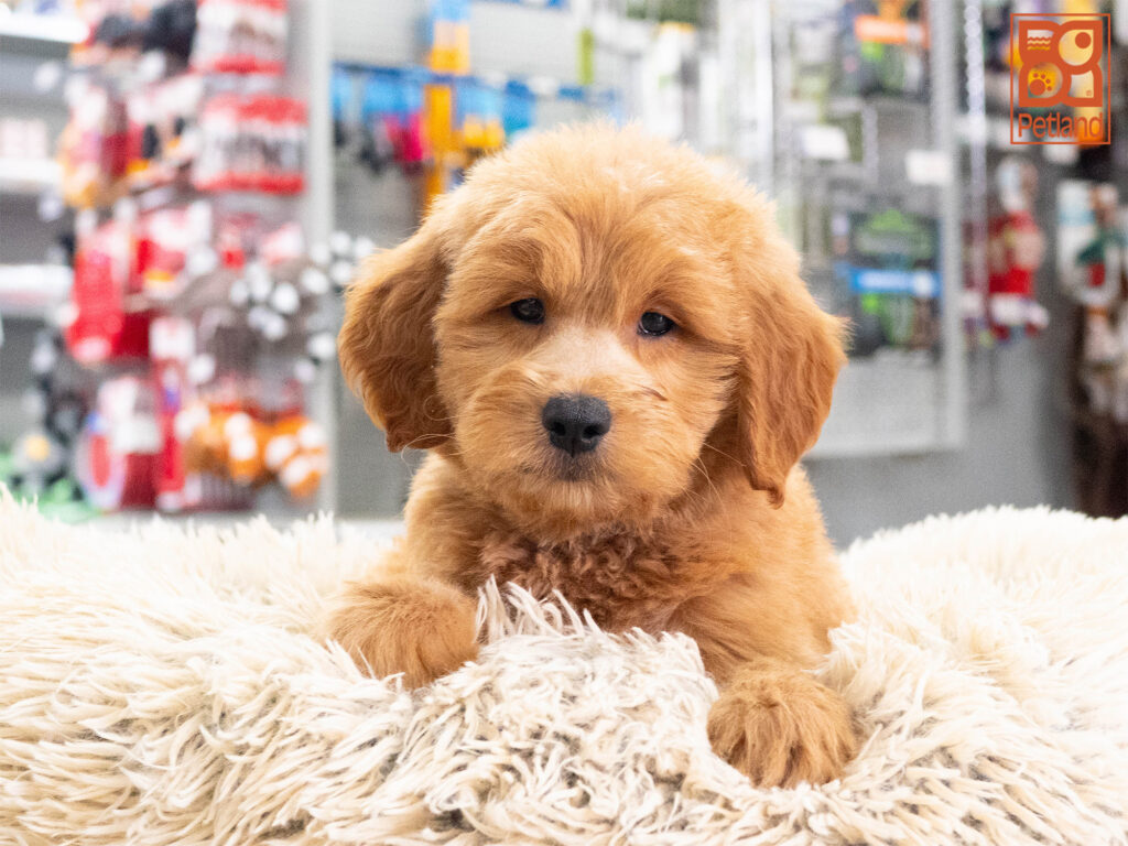[#262116-01] Austin - Apricot M Mini Goldendoodle Puppies For Sale