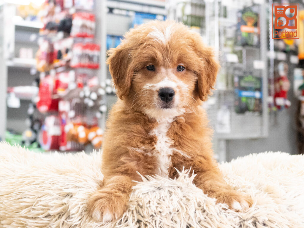 [#262116-02] Jasper - Apricot M Mini Goldendoodle Puppies For Sale