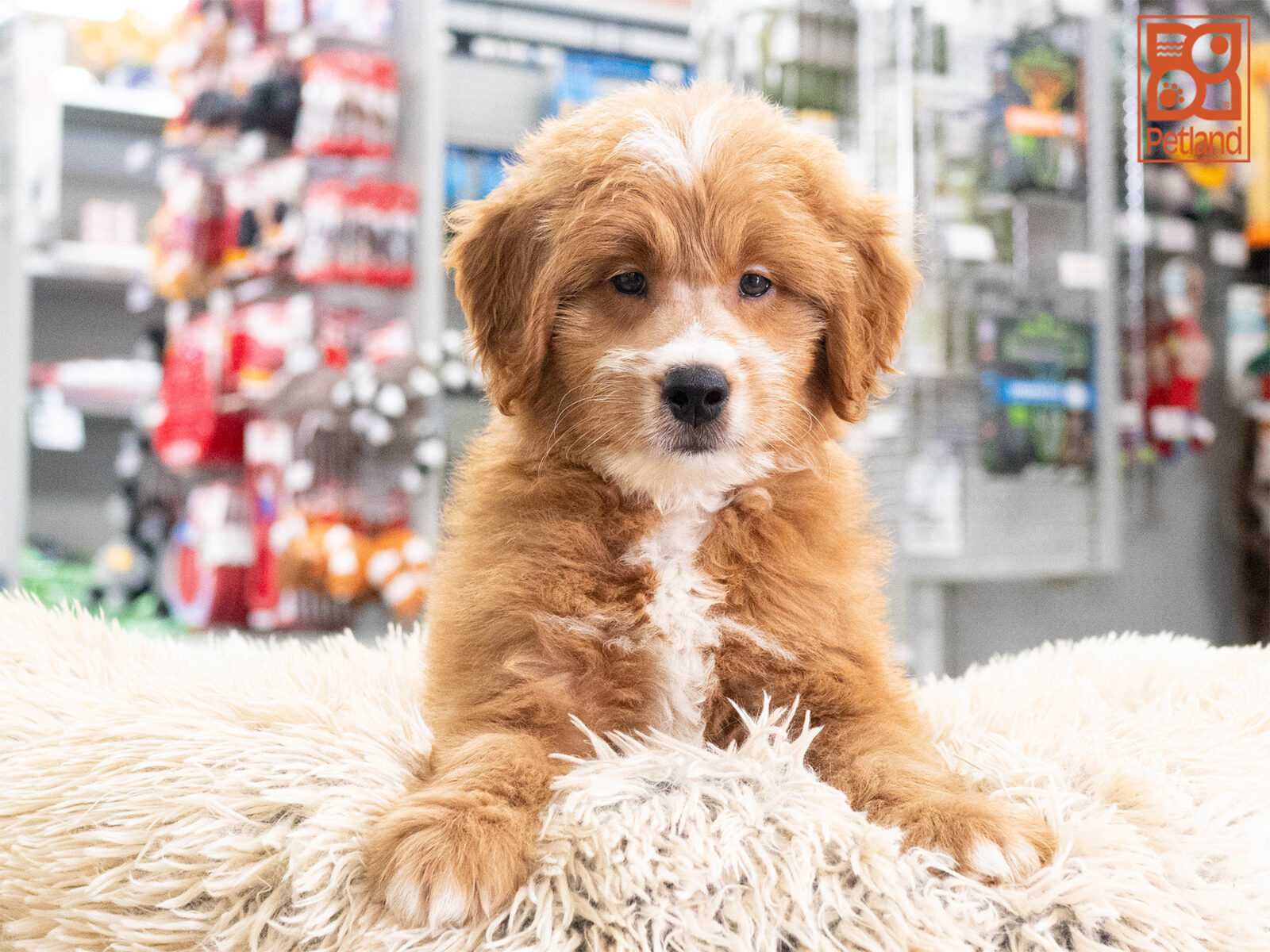 [#262116-02] Jasper - Apricot M Mini Goldendoodle Puppies For Sale