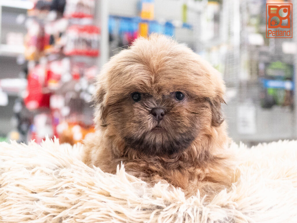 [#262123-02] King - Blue M Shih Tzu Puppies For Sale