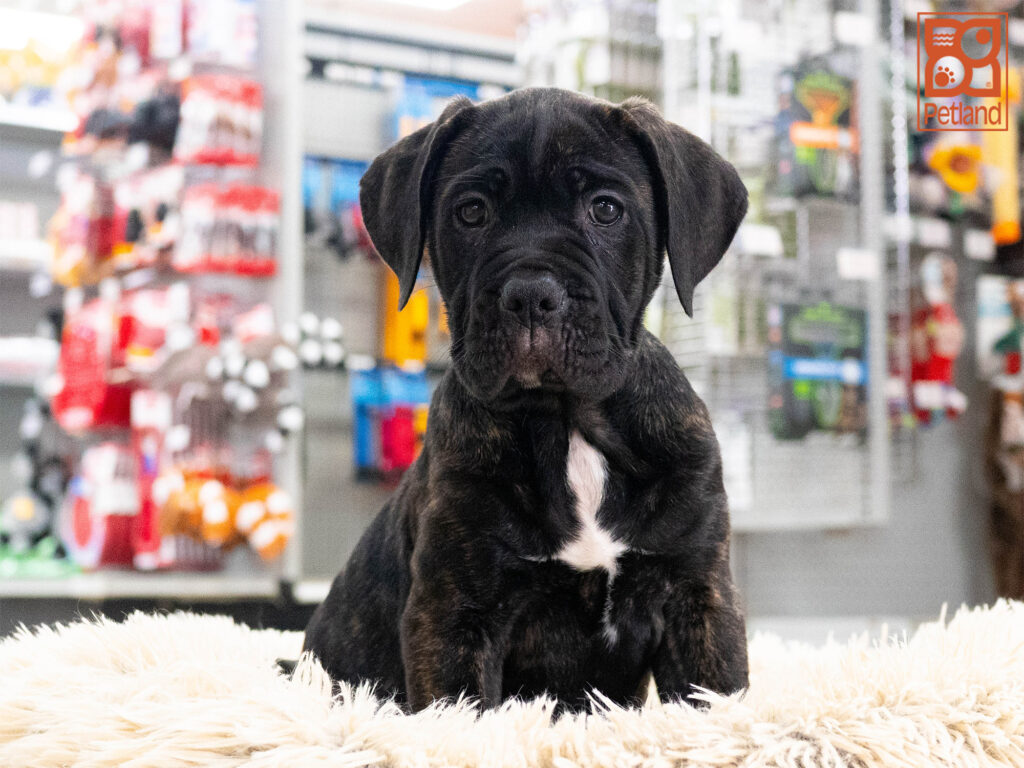 [#262125-07] Lily - Brindle F Cane Corso Puppies For Sale