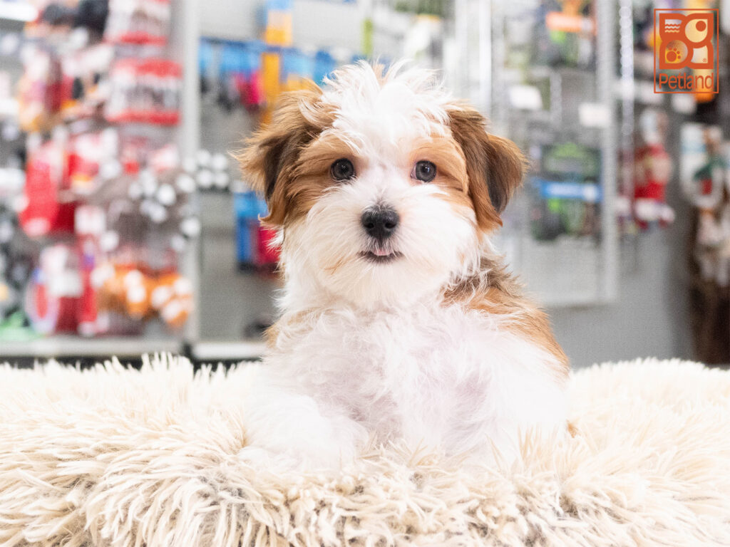 [#262164-03] Ava - Brown & White F Morkie Puppies For Sale