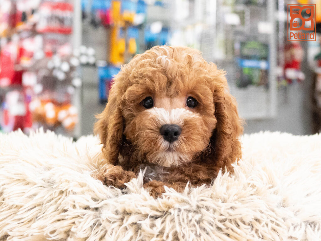 [#262173-04] Wyatt - Red M Cavapoo F1 Puppies For Sale