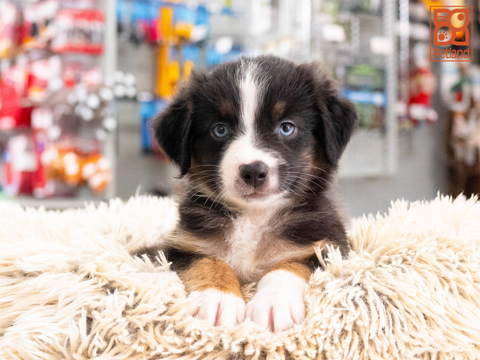 [#262200-01] Ziggy - Black M Australian Shepherd Puppies For Sale