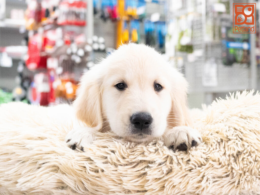 [#262257-05] Nico - Light Golden M Golden Retriever Puppies For Sale