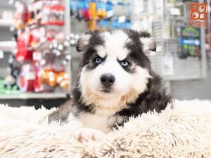Petland Texas Siberian Husky puppy available