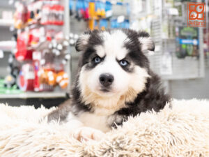 Siberian Husky