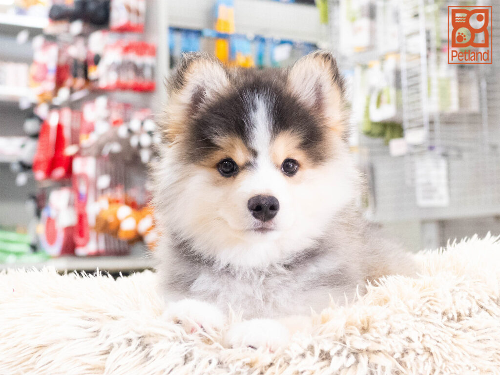 [#261814-02] Baron - Black & White M Pomsky Puppies For Sale