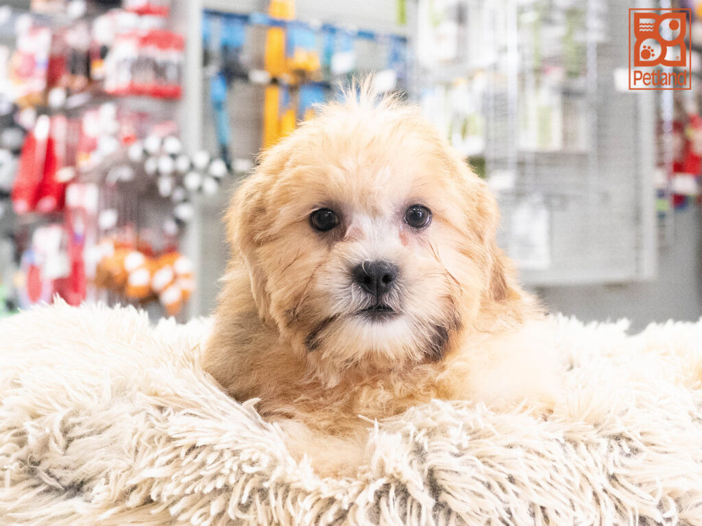 [#261819-03] Baron - Brown & White M Teddy Bear Puppies For Sale