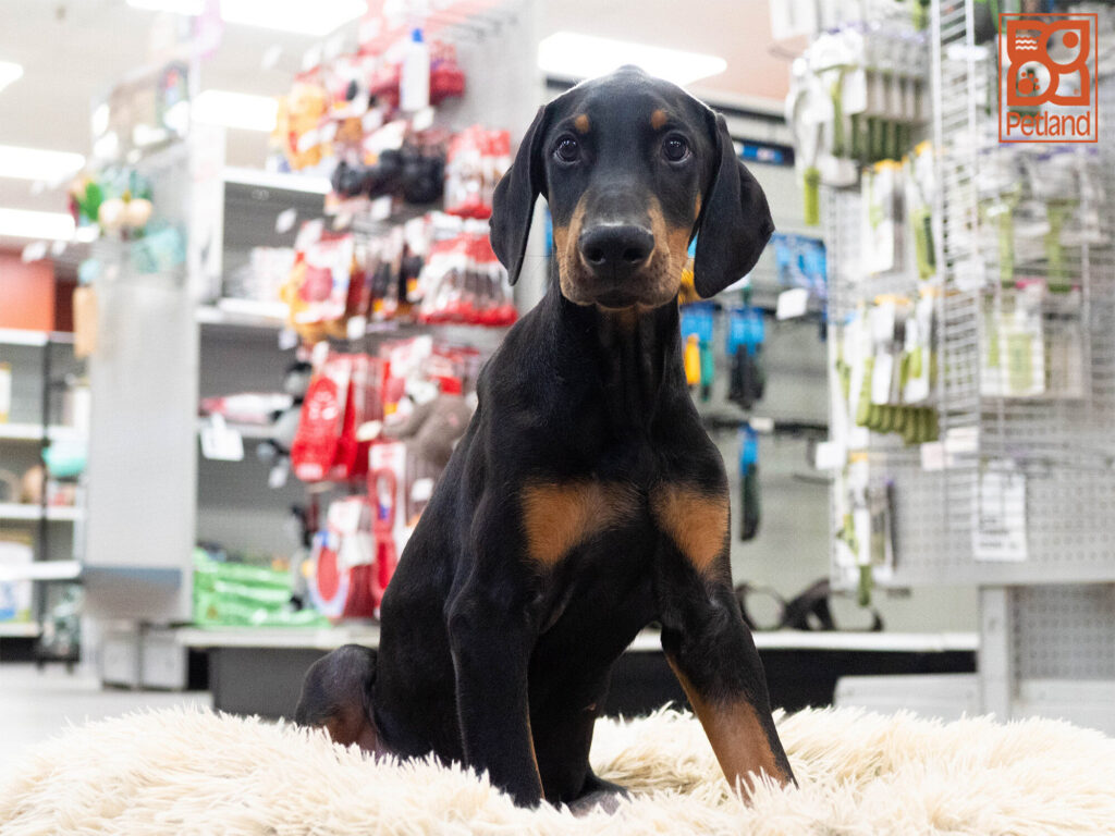 [#262007-01] Dylan - Black M Doberman Pinscher Puppies For Sale