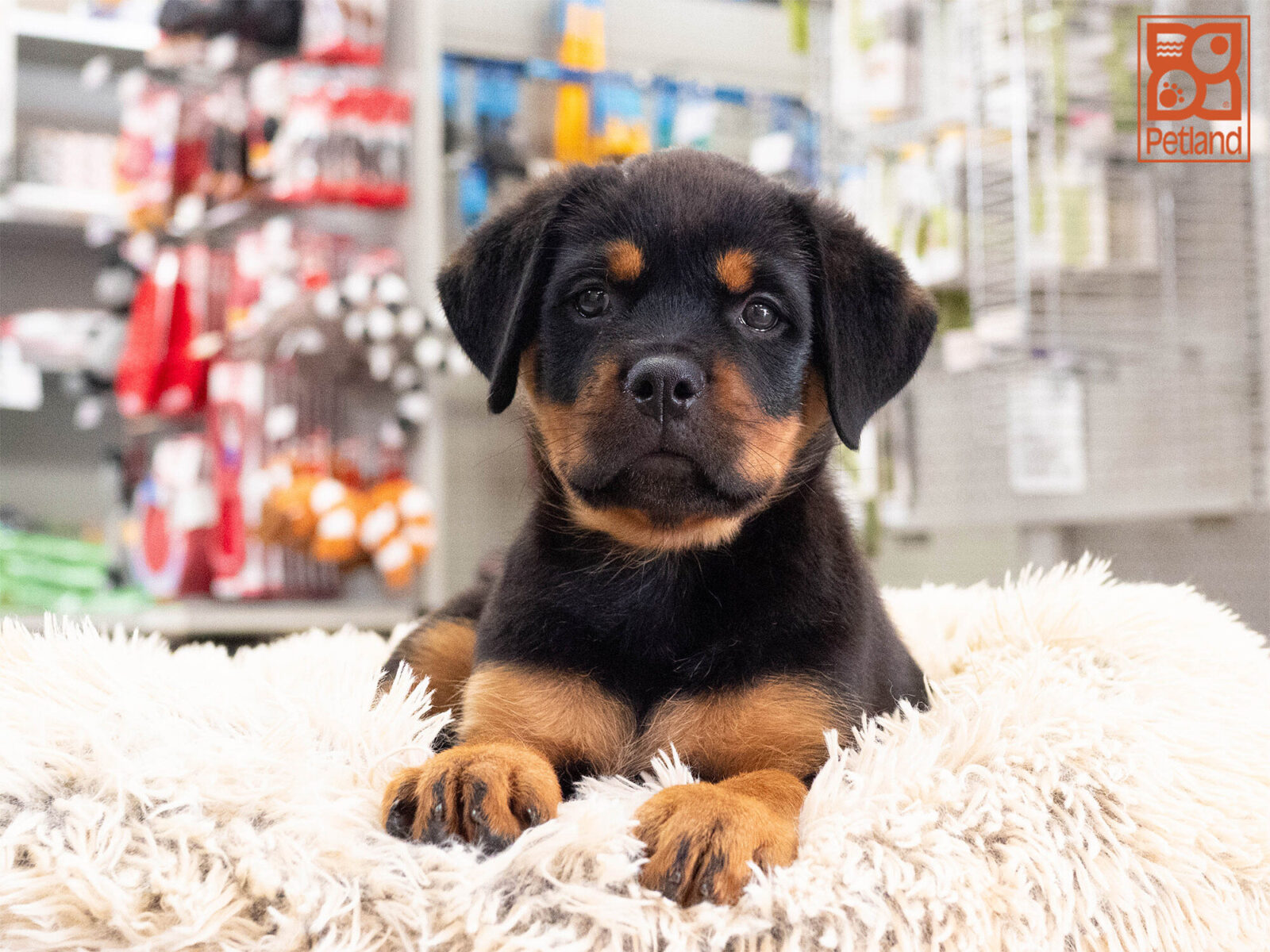 [#262140-07] Star - Black & Tan F Rottweiler Puppies For Sale
