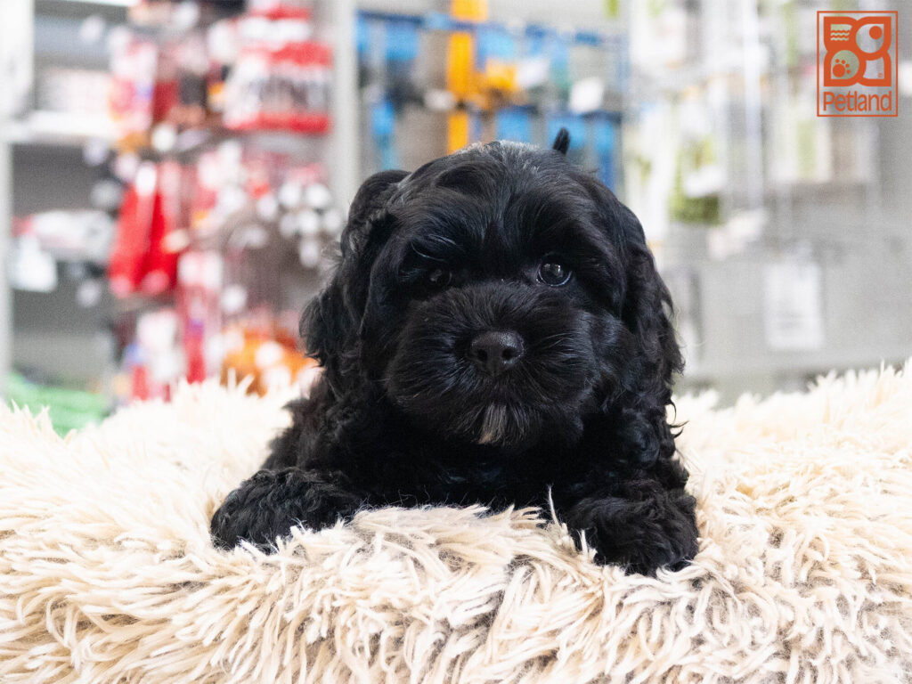 [#262157-04] Jade - F Cockapoo Puppies For Sale