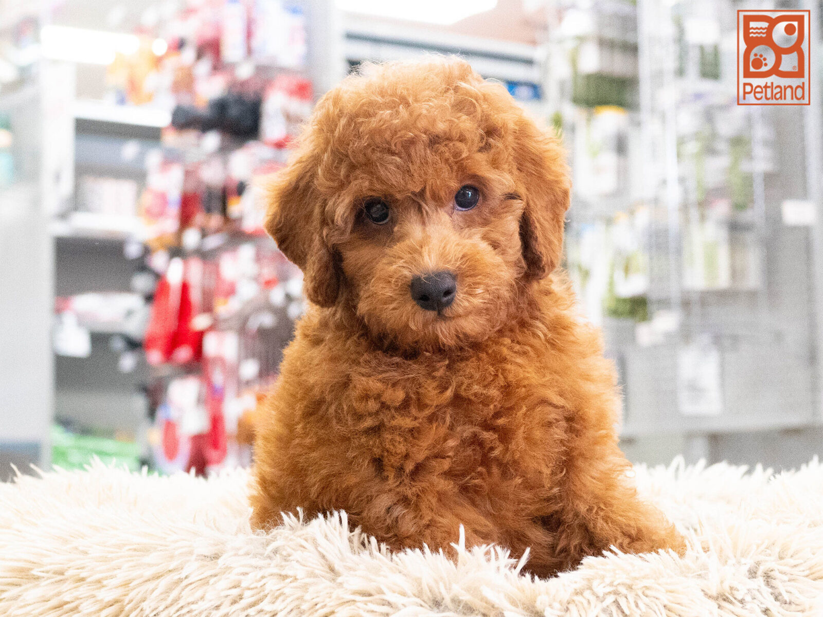 Poodle in Lindale, TX