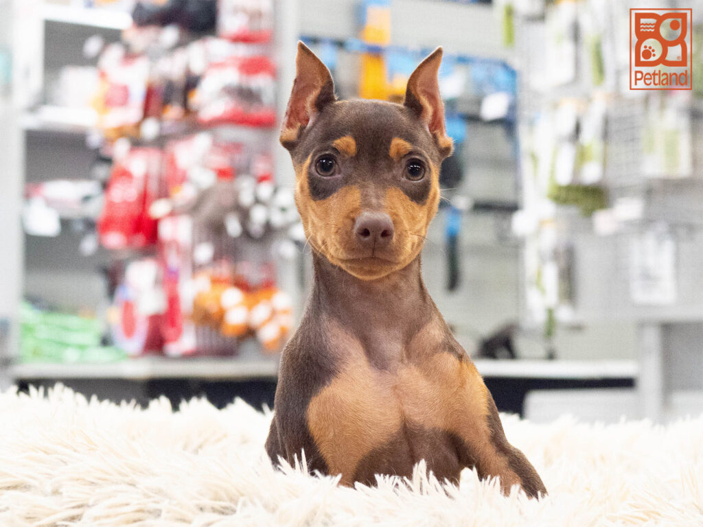 [#262241-05] Mimi - Chocolate & Rust F Miniature Pinscher Puppies For Sale