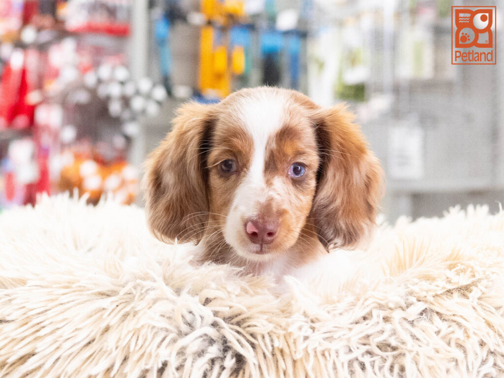[#262284-01] Bean - Chocolate White & Tan F Dachshund Puppies For Sale