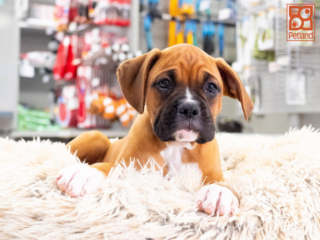 [#262305-04] Maximus - Fawn M Boxer Puppies For Sale