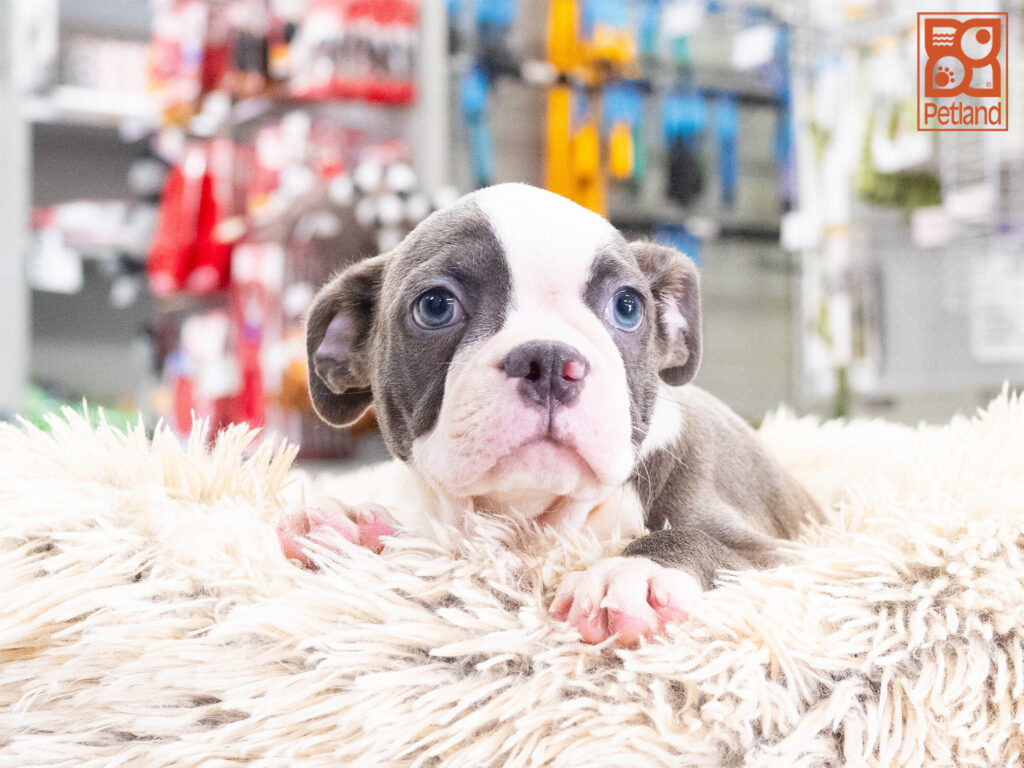 [#262344-02] Hawkeye - Blue & White M Boston English Bulldog Puppies For Sale