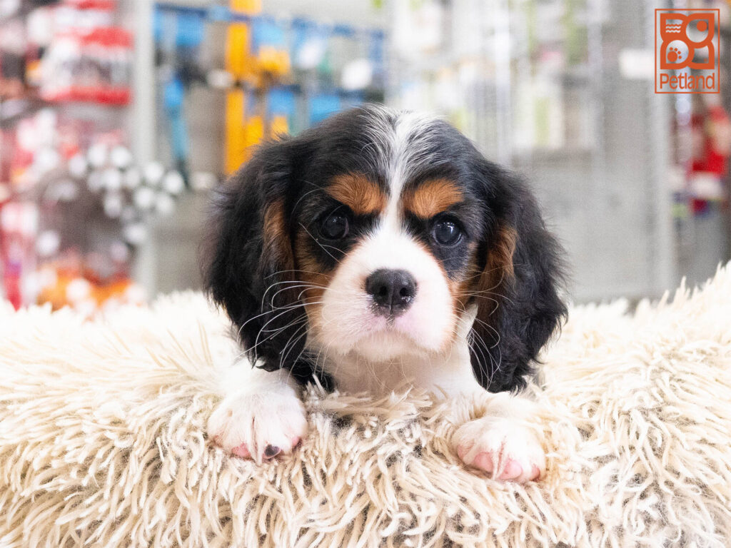 [#262349-01] Brady - Black & White M Cavalier King Charles Puppies For Sale