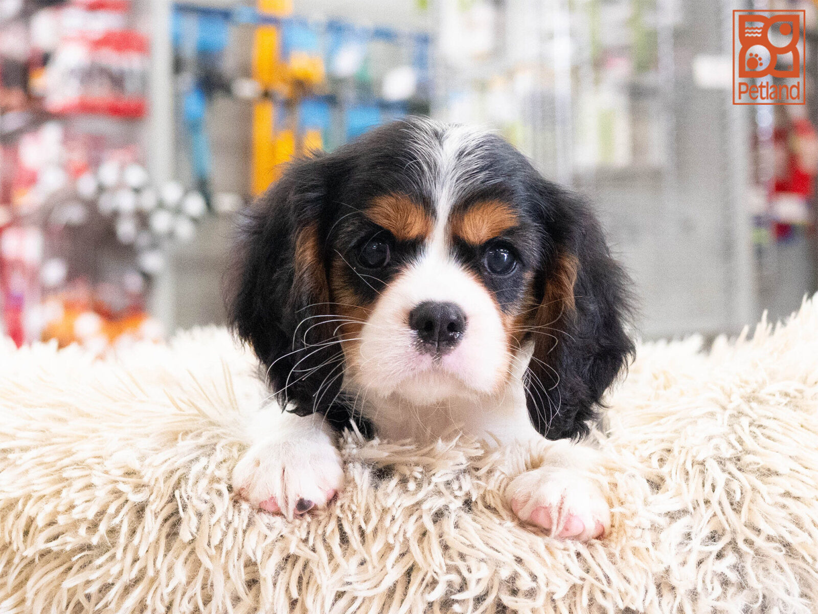 Cavalier King Charles in Bullard, TX