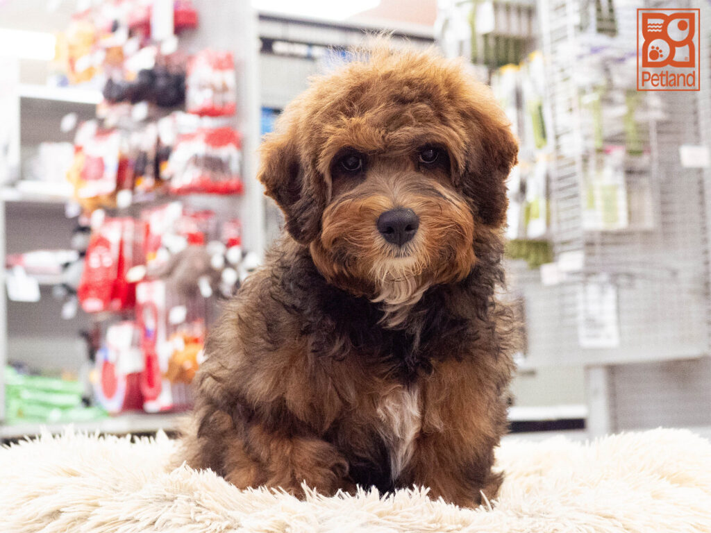 [#261871-03] Faith - Chocolate F Mini Bernedoodle Puppies For Sale
