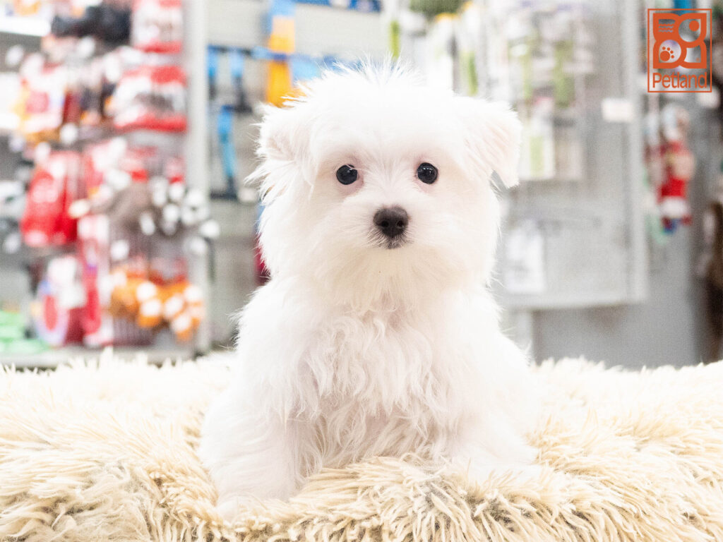 [#262061-03] Shamus - White M Maltese Puppies For Sale