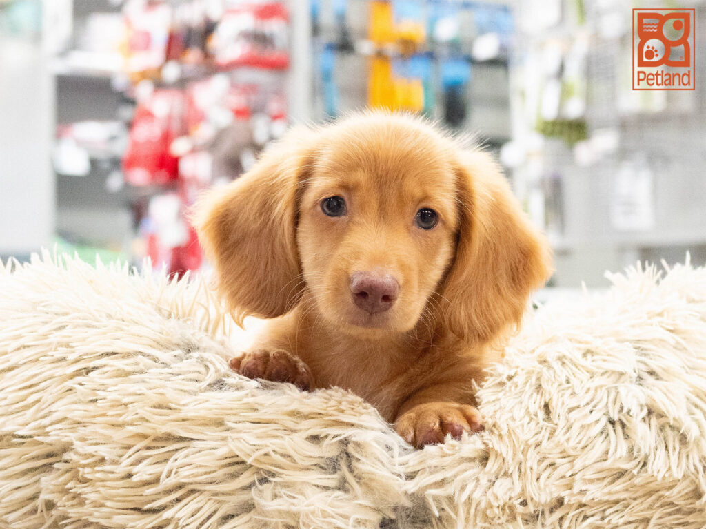 [#262266-01] Marley - Red M Dachshund Puppies For Sale