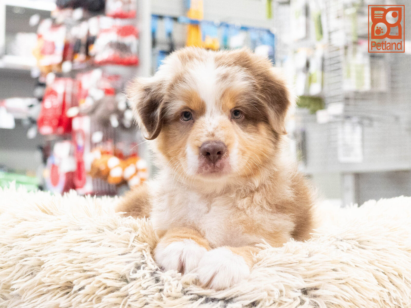 [#262299-03] Boomer - Red M Mini American Shepherd Puppies For Sale