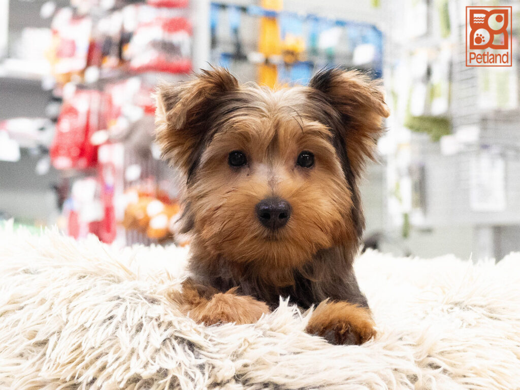 [#262307-09] Gigi - Blue Merle F Yorkshire Terrier Puppies For Sale