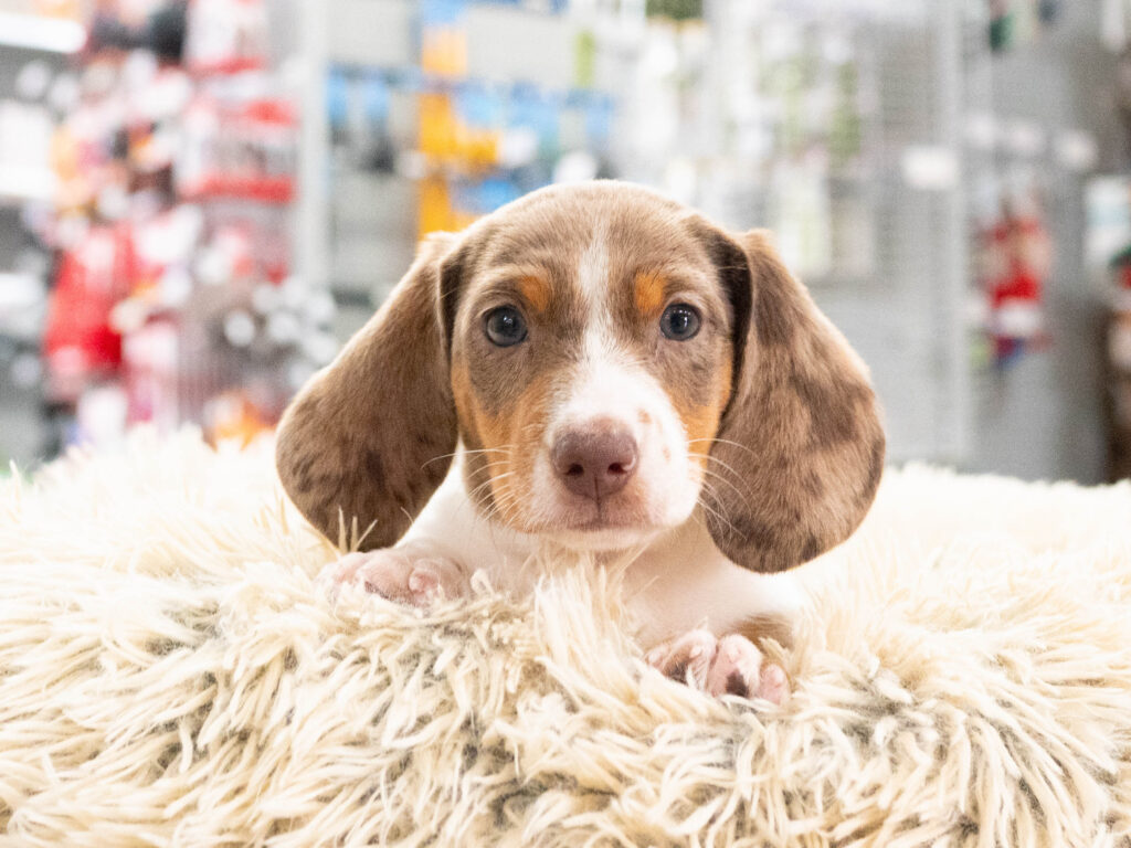 [#262320-01] Titus - Brown & White M Dachshund Puppies For Sale