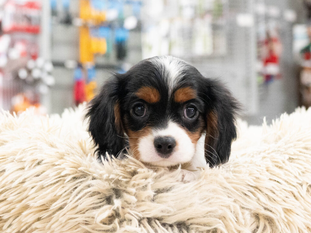 [#262406-07] Kali - Tricolor F Cavalier King Charles Puppies For Sale