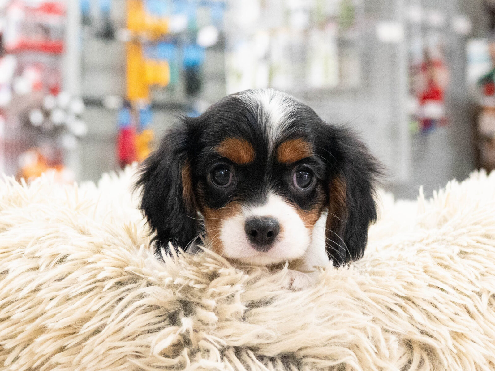 [#262406-07] Kali - Tricolor F Cavalier King Charles Puppies For Sale