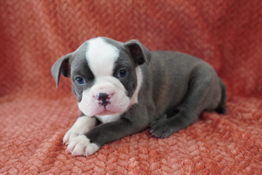 [#262344-02] Hawkeye - Blue & White M Boston English Bulldog Puppies For Sale