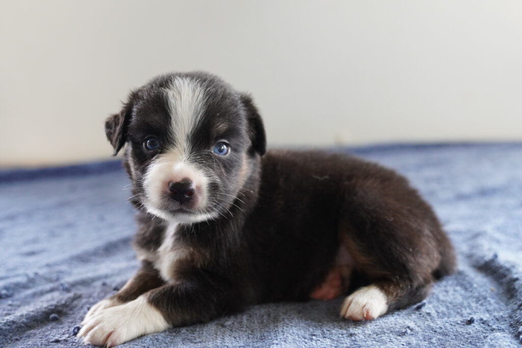 [#262200-01] Ziggy - Black M Australian Shepherd Puppies For Sale