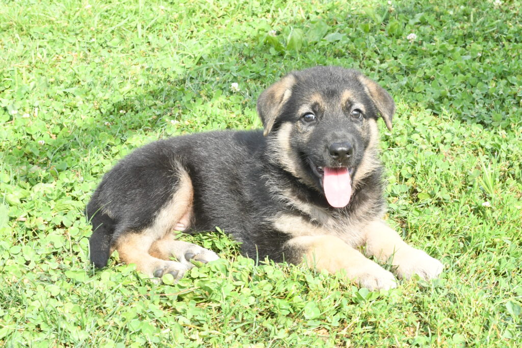 [#262155-03] Bentley - Black & Tan M German Shepherd Puppies For Sale